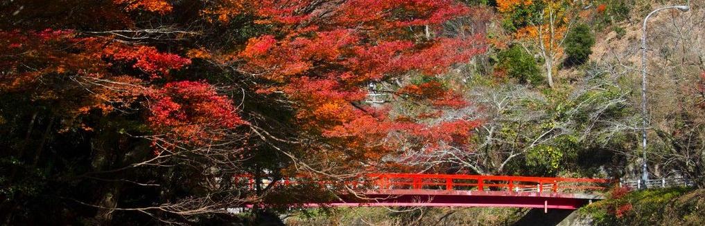 岡崎秋の紅葉と食の体験デートコース！