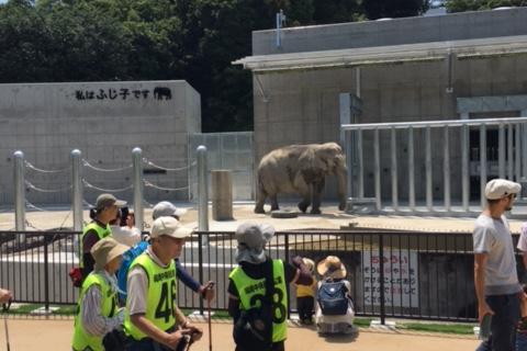 H29.6.9　東公園のゾウの藤子を見に行きました！