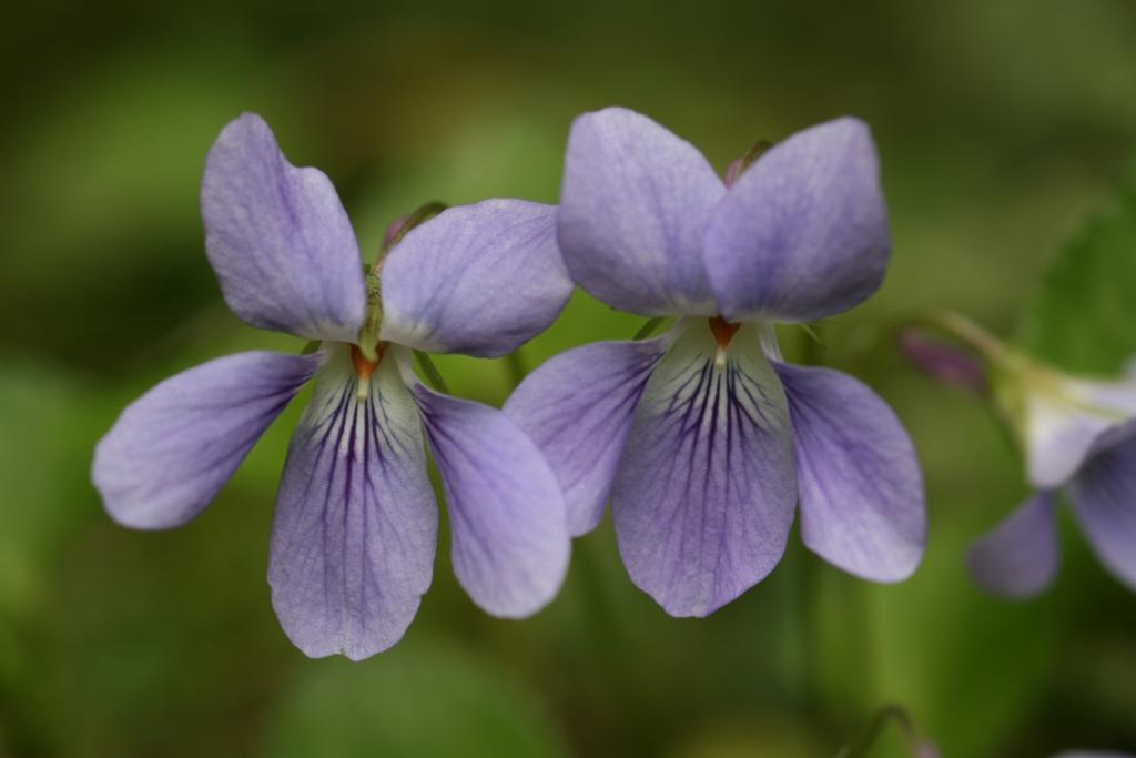 タチツボスミレ｜動植物図鑑｜水とみどりの森の駅｜岡崎おでかけナビ