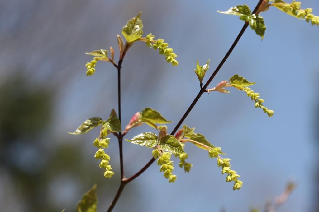 雌花