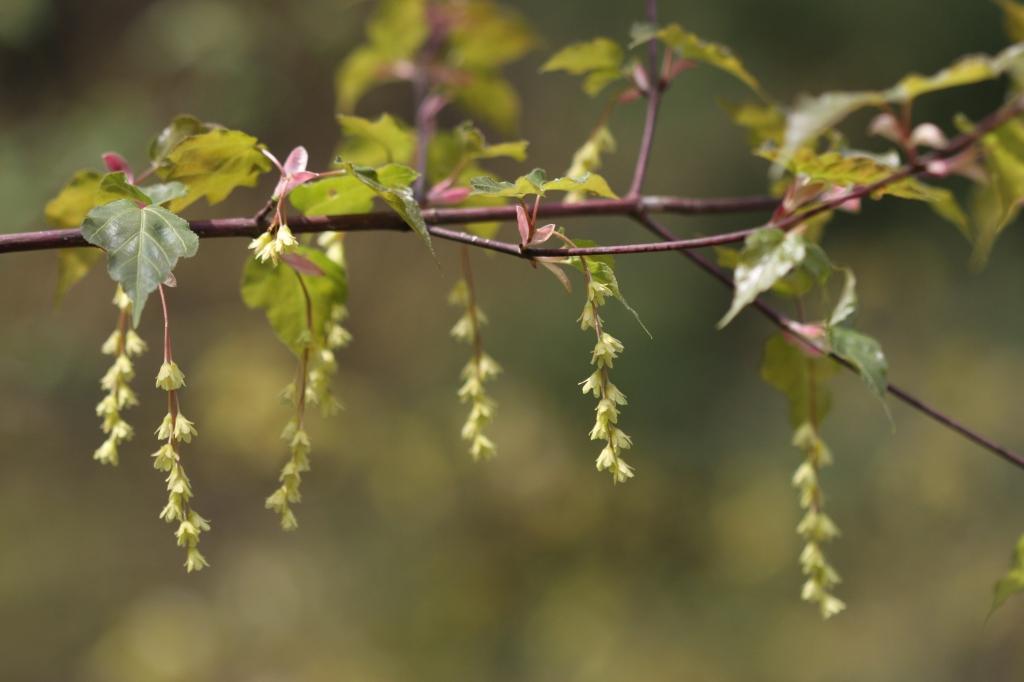 雄花