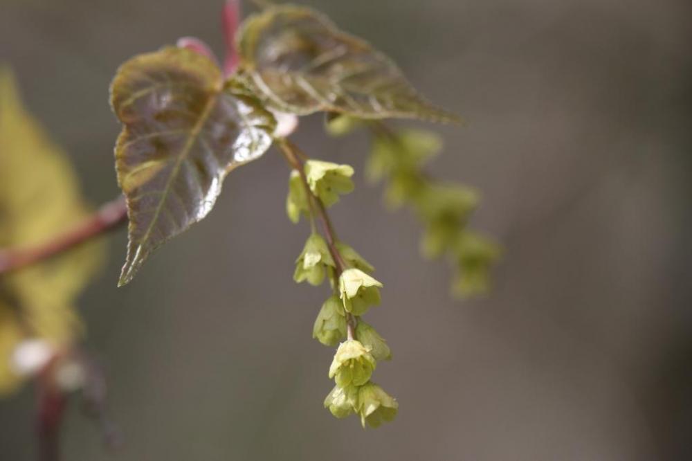 雄花