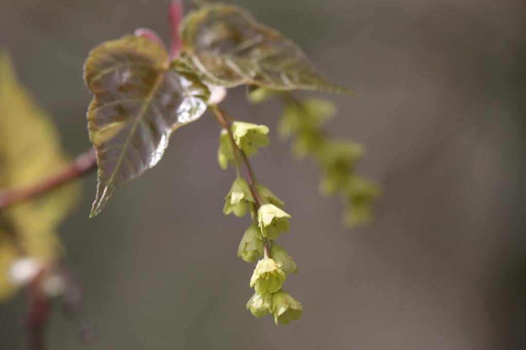 雄花