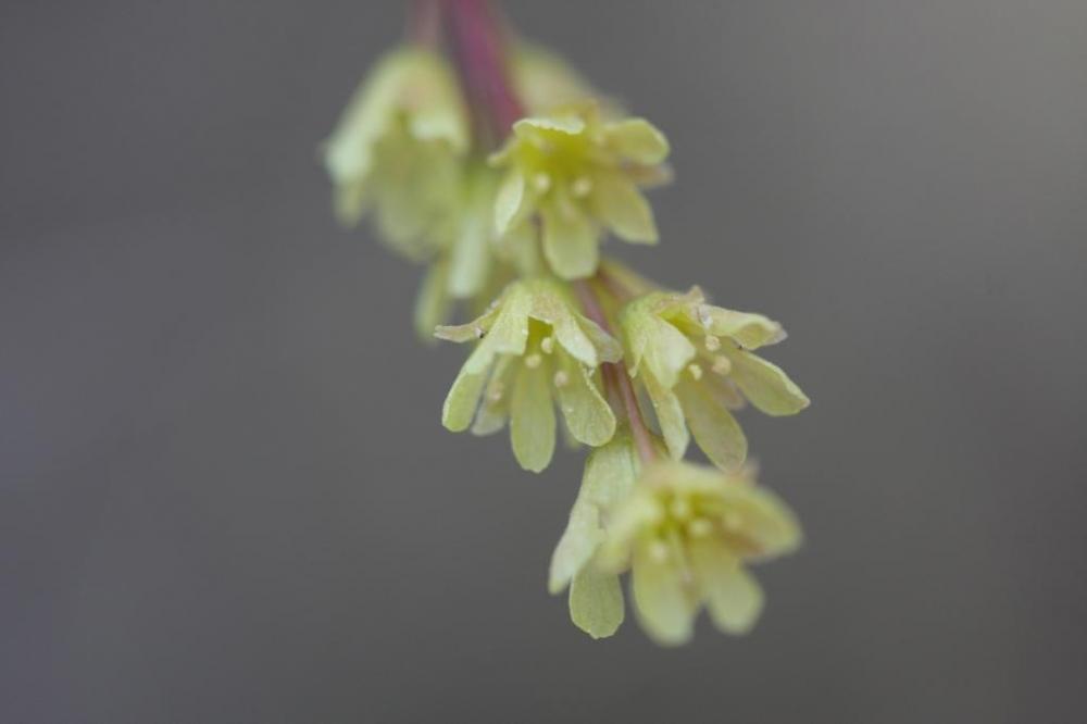 雄花