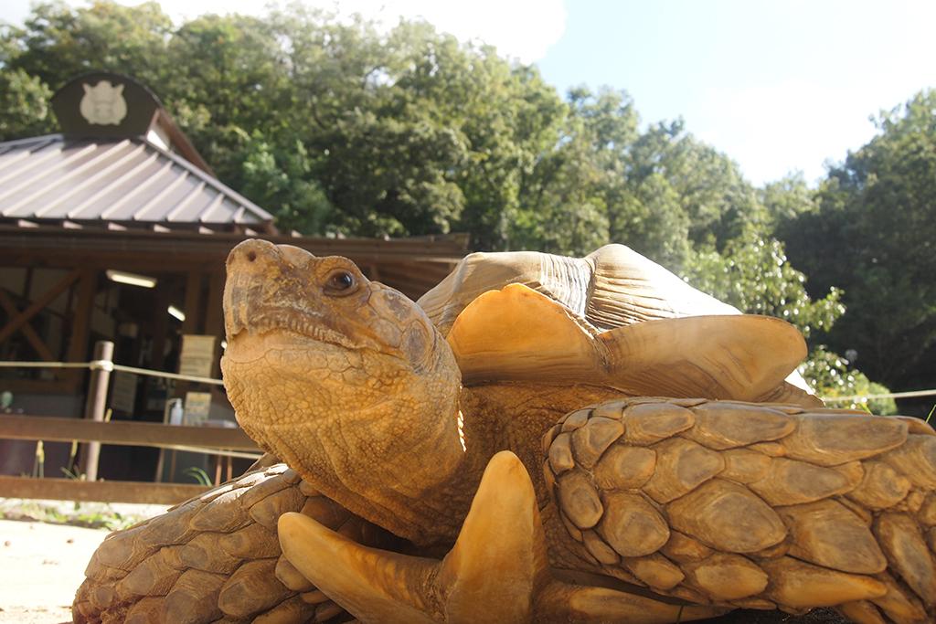 ケヅメリクガメ｜動物図鑑｜岡崎おでかけナビ - 岡崎市観光協会公式サイト