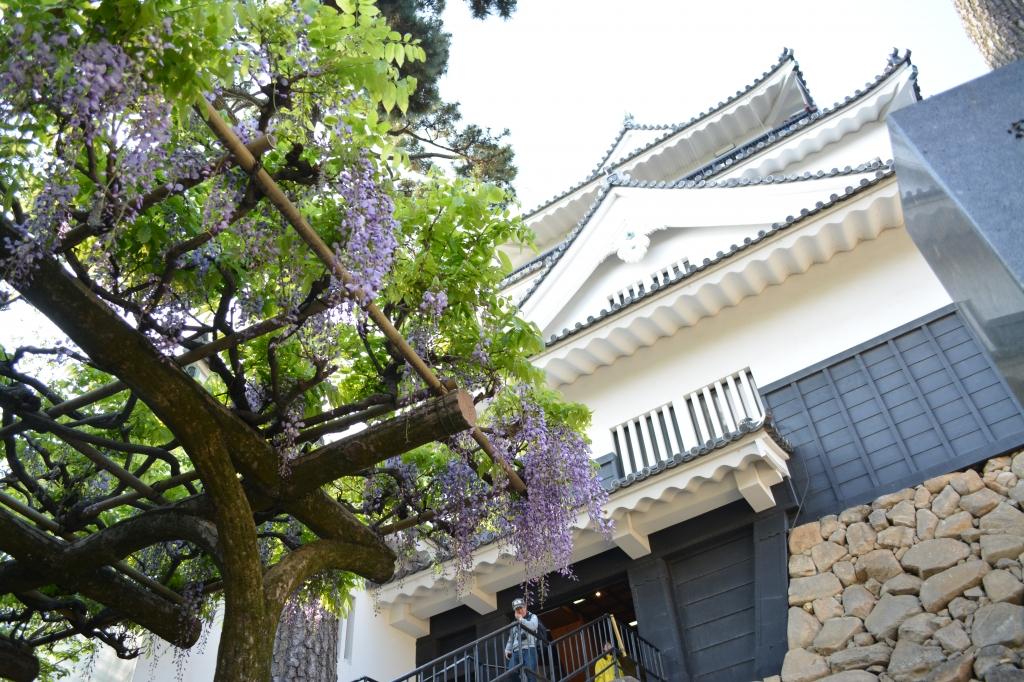 藤まつり 催し キャンペーン 岡崎公園 岡崎おでかけナビ 岡崎市観光協会公式サイト
