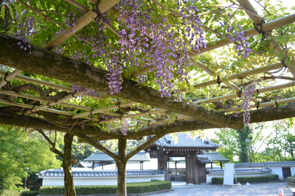 藤まつり 催し キャンペーン 岡崎公園 岡崎おでかけナビ 岡崎市観光協会公式サイト