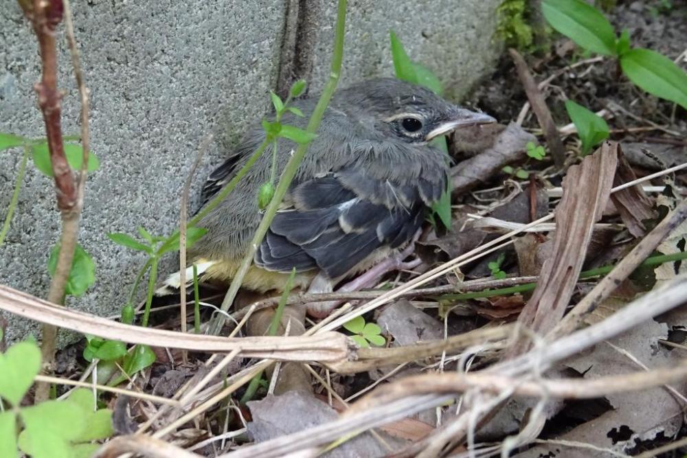 つぶらな瞳がカワイイ