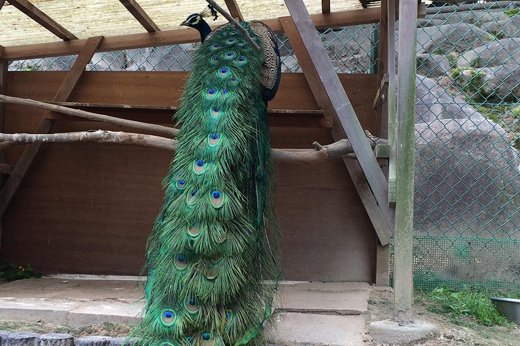 クジャクの羽根で羽根ペンを作ろう！【東公園動物園】｜イベント｜岡崎