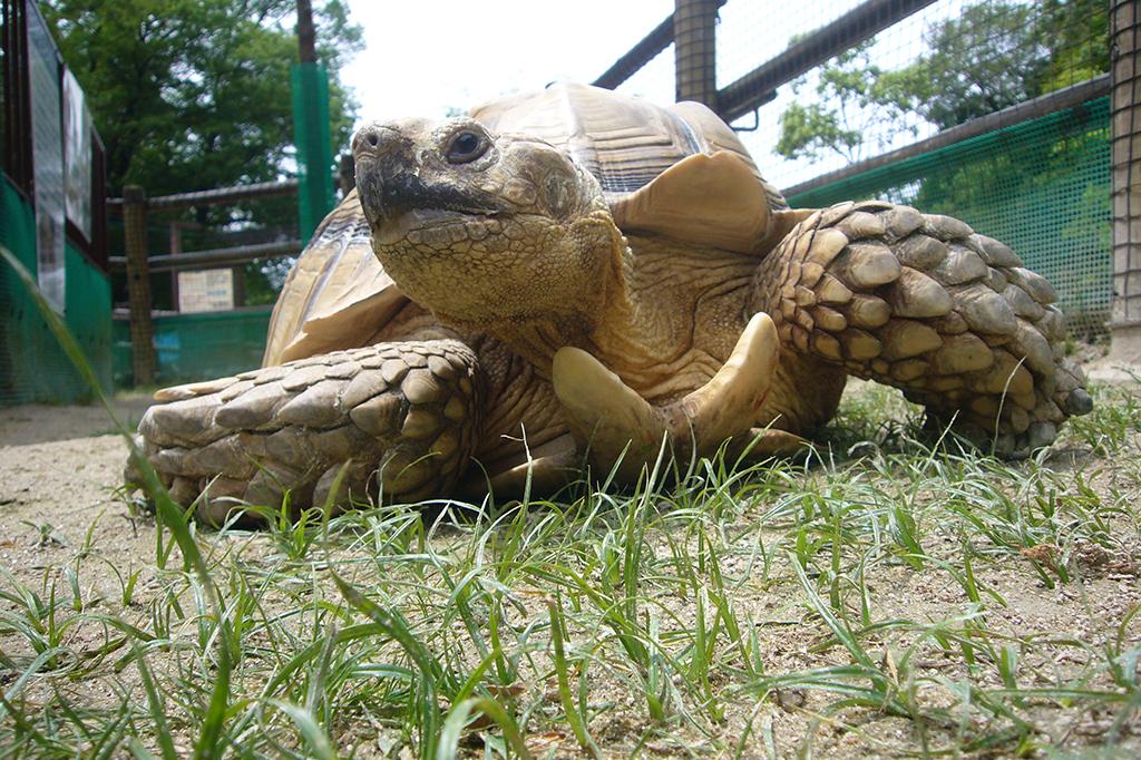 ケヅメリクガメ｜動物図鑑｜岡崎おでかけナビ - 岡崎市観光協会公式サイト