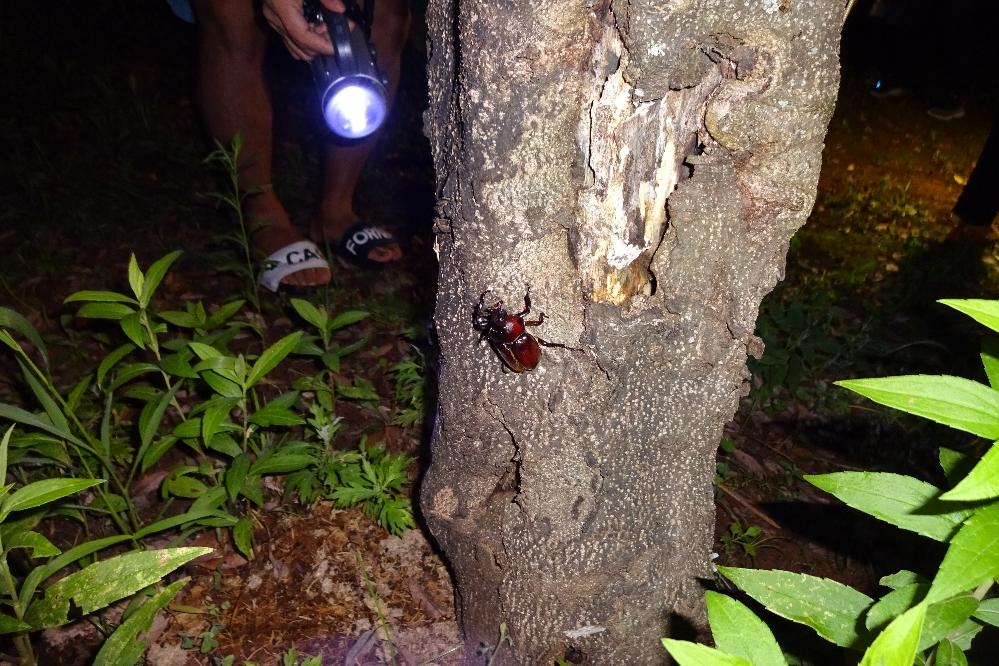 あっカブトムシ発見！