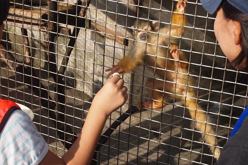 東公園花菖蒲まつりステージイベント 動物 クイズ 東公園動物園 イベント 岡崎おでかけナビ 岡崎市観光協会公式サイト