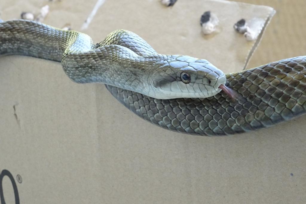 アオダイショウ 動植物図鑑 水とみどりの森の駅 岡崎おでかけナビ 岡崎市観光協会公式サイト