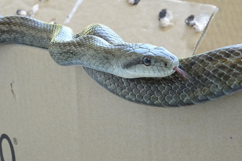 アオダイショウ 動植物図鑑 水とみどりの森の駅 岡崎おでかけナビ 岡崎市観光協会公式サイト