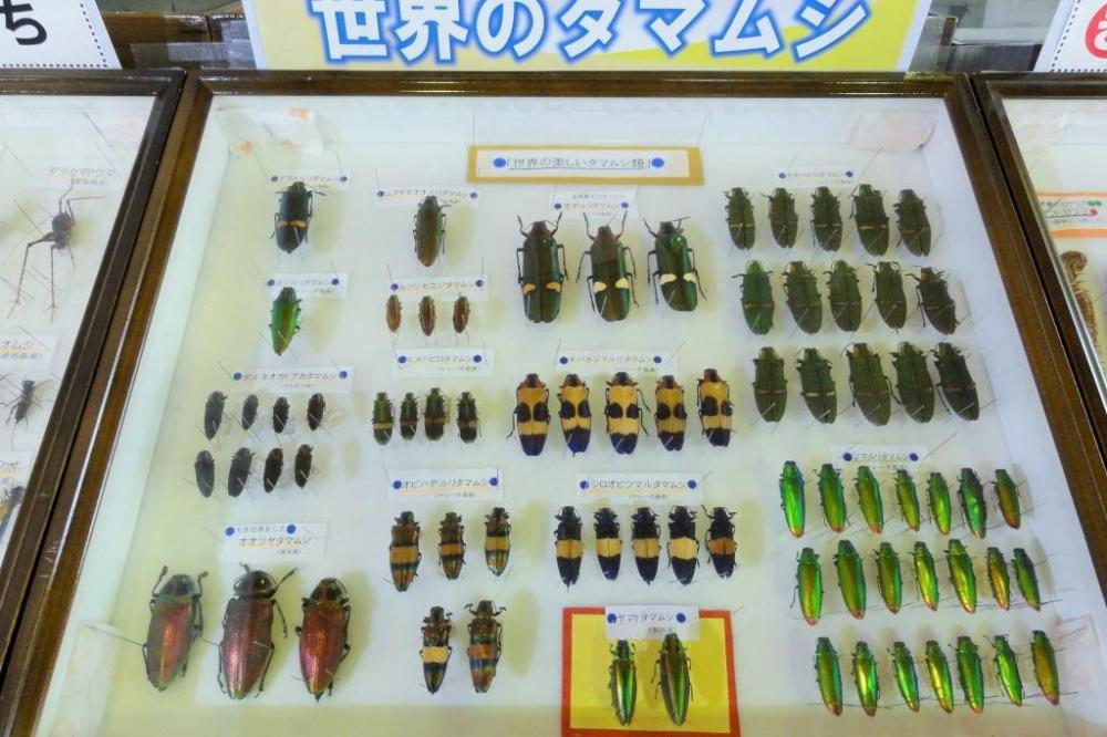 色鮮やかな世界の昆虫たち