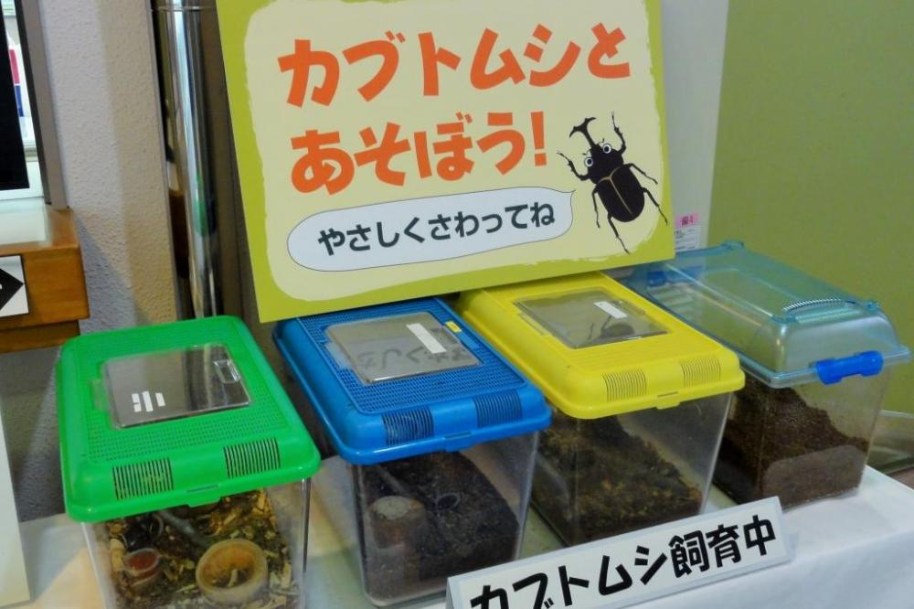 生きたカブトムシと触れ合えるかも…