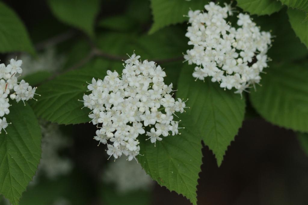 山採り　コバノガマズミ 1200?v=