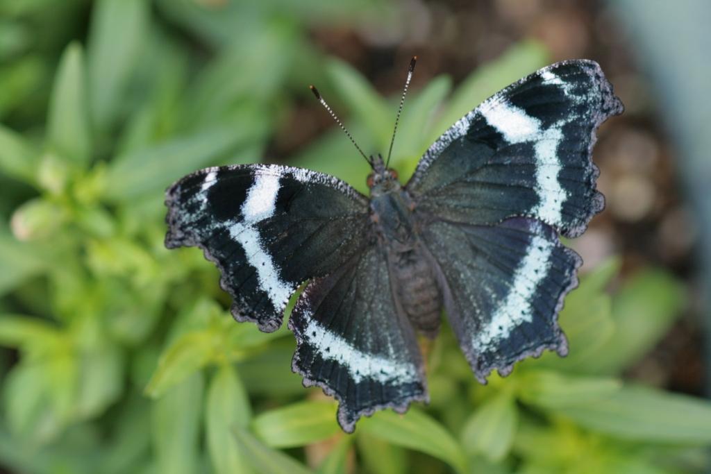 【激レア】mol-74 ルリタテハ 激レア】mol-74 ルリタテハ mol-74 ルリタテハ mol-74 | Jpop Wiki