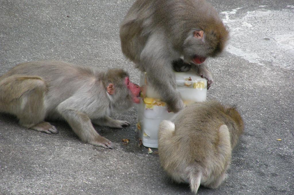 ニホンザルへ「氷のプレゼント」【東公園動物園】
