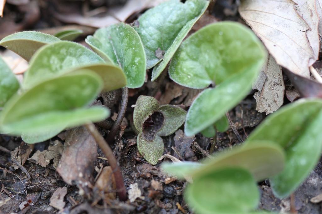 真ん中に見えるのが冬に咲く「花」