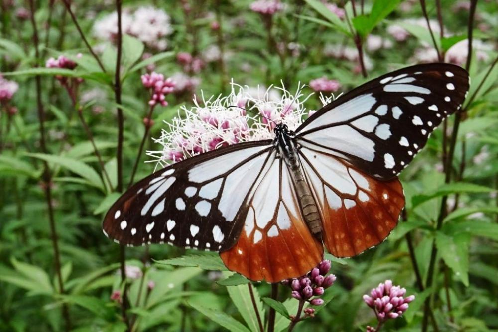 アサギマダラ の 好き な 花