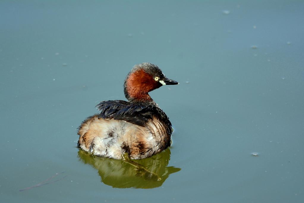 カイツブリ 野鳥 南公園 岡崎おでかけナビ 岡崎市観光協会公式サイト