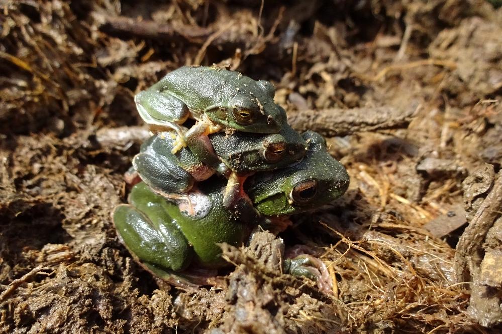 シュレーゲルアオガエル｜動植物図鑑｜水とみどりの森の駅｜岡崎