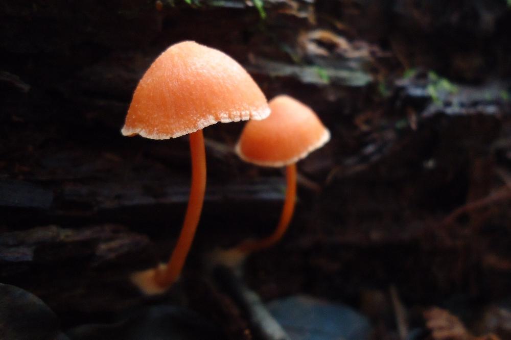 アカイボカサタケ｜動植物図鑑｜水とみどりの森の駅｜岡崎おでかけナビ