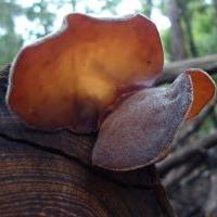 アラゲキクラゲ