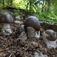 コテングタケモドキ