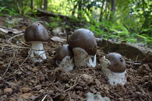 コテングタケモドキ