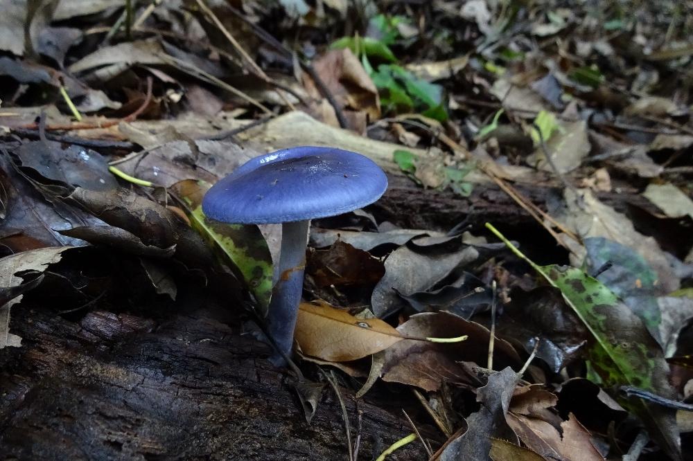 ムラサキアブラシメジモドキ｜動植物図鑑｜水とみどりの森の駅｜岡崎おでかけナビ - 岡崎市観光協会公式サイト