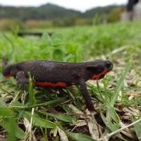 アカハライモリ