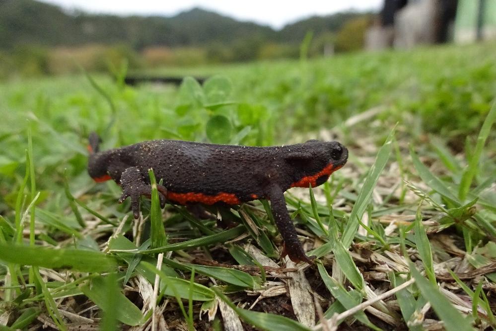 アカハライモリ 動植物図鑑 水とみどりの森の駅 岡崎おでかけナビ 岡崎市観光協会公式サイト