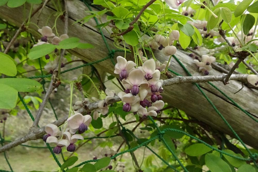 アケビのす 秋が来る、アケビを喰う｜ima studio