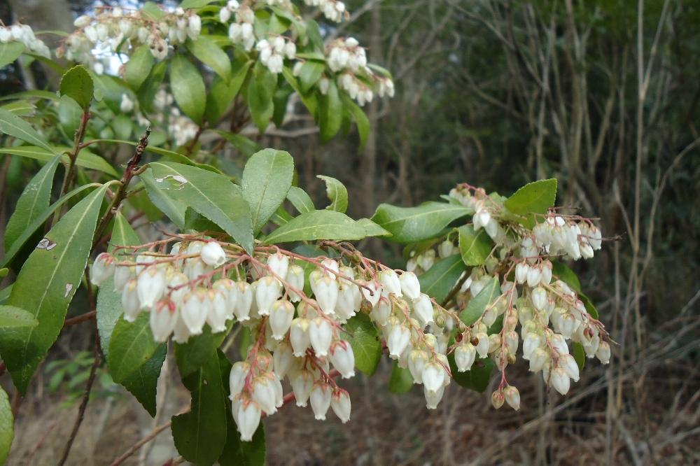 アセビ｜動植物図鑑｜水とみどりの森の駅｜岡崎おでかけナビ - 岡崎市