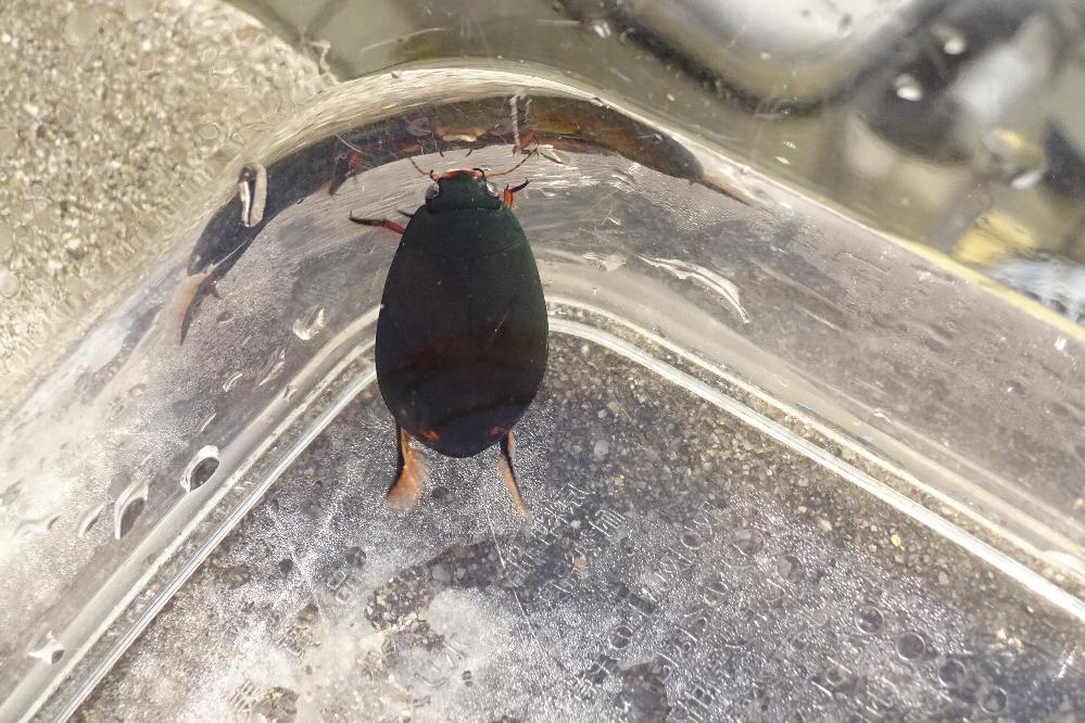 クロゲンゴロウ 動植物図鑑 水とみどりの森の駅 岡崎おでかけナビ 岡崎市観光協会公式サイト