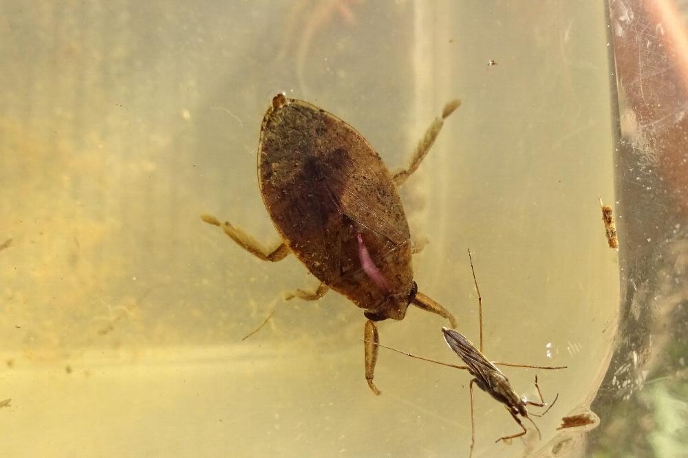 ローカル　マンモス2 コオイムシ コオイムシ｜動植物図鑑｜水とみどりの森の駅｜岡崎おでかけナビ