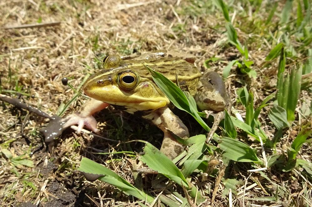 トノサマガエル｜動植物図鑑｜水とみどりの森の駅｜岡崎おでかけナビ - 岡崎市観光協会公式サイト