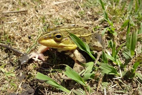 トノサマガエル