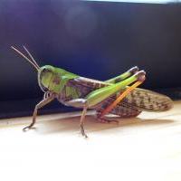 トノサマバッタ
