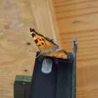 ヒオドシチョウ