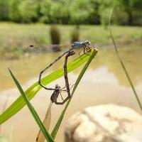 ホソミオツネントンボ