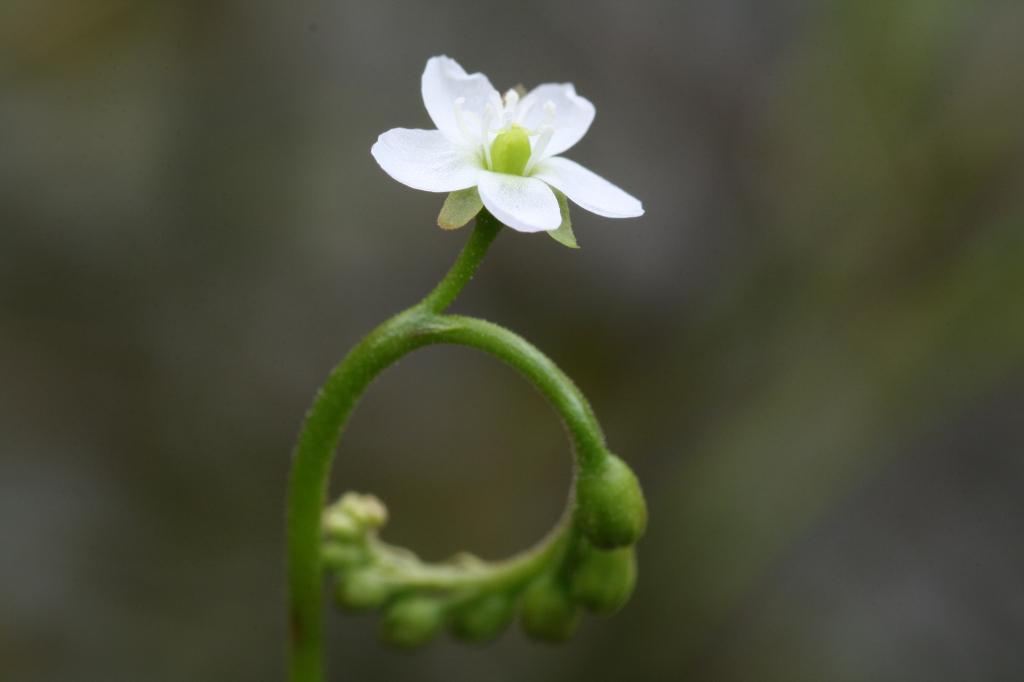 ※モウセンゴケの花