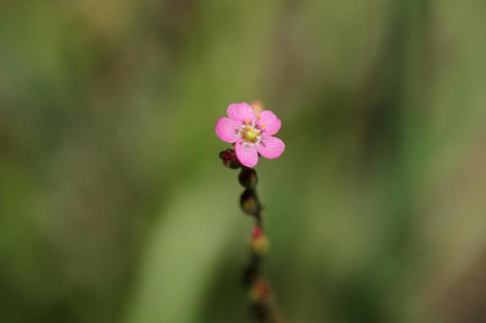 トウカイコモウセンゴケの花