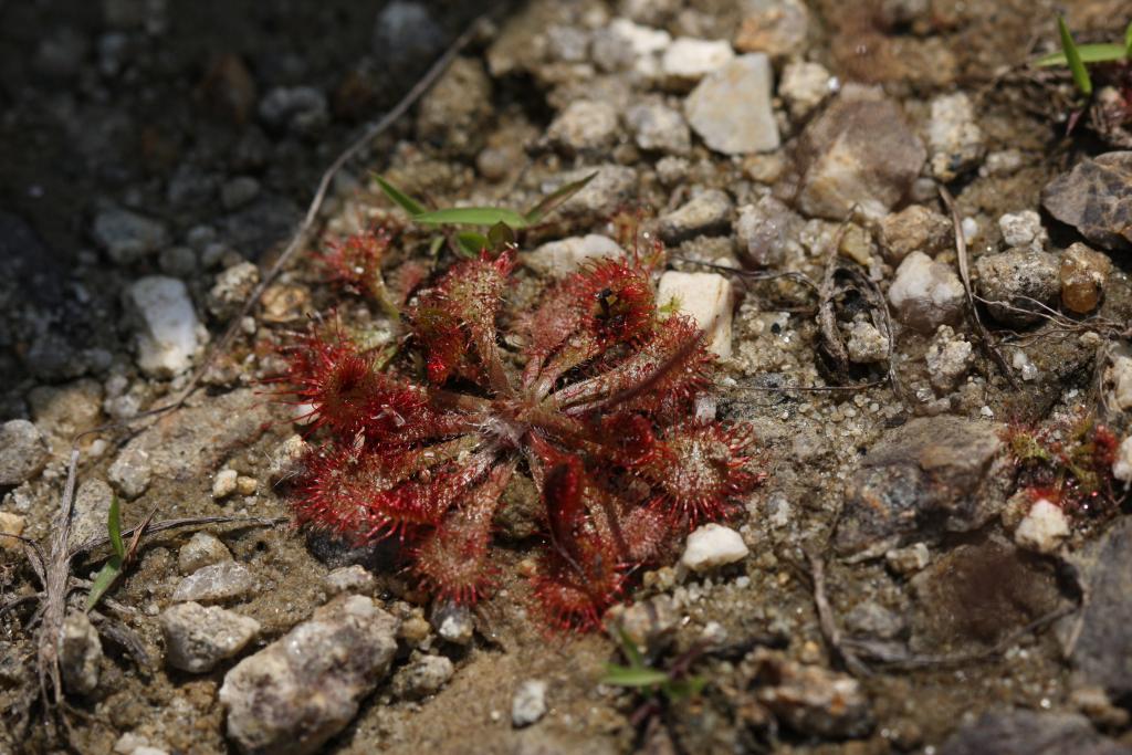 トウカイコモウセンゴケ｜動植物図鑑｜水とみどりの森の駅｜岡崎おでかけナビ - 岡崎市観光協会公式サイト