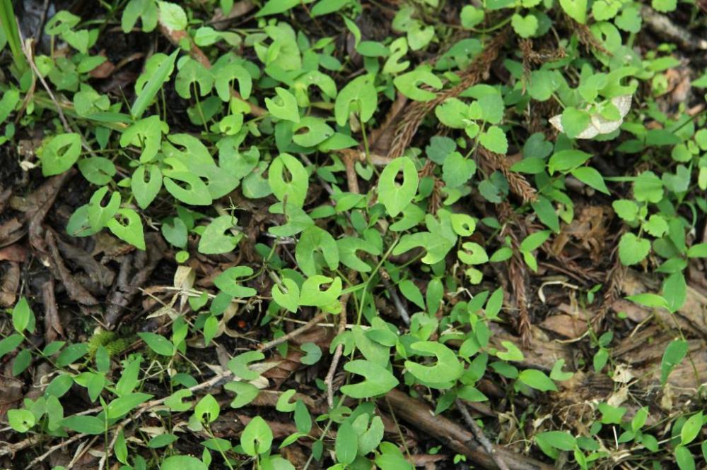 ※アギスミレの葉