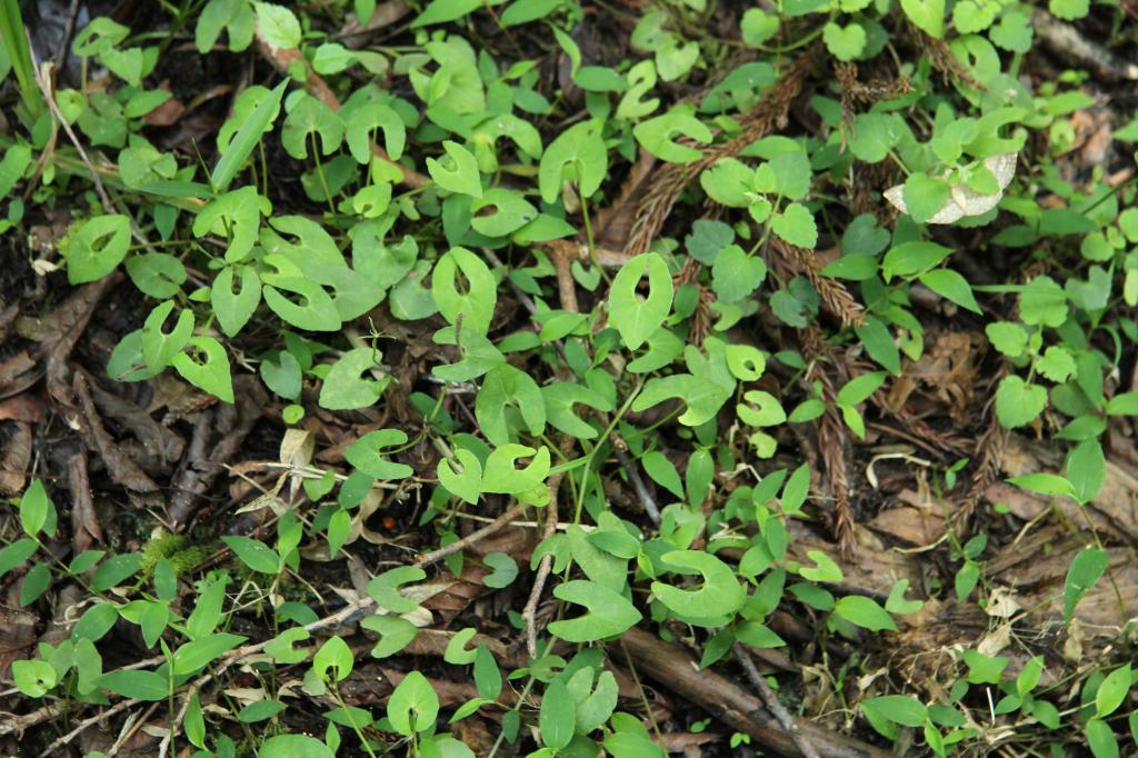 ※アギスミレの葉