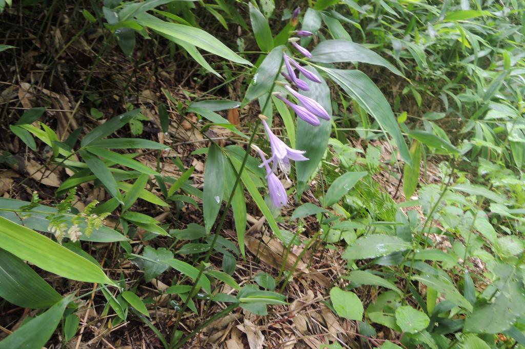 森 を 見 て 木 を みず