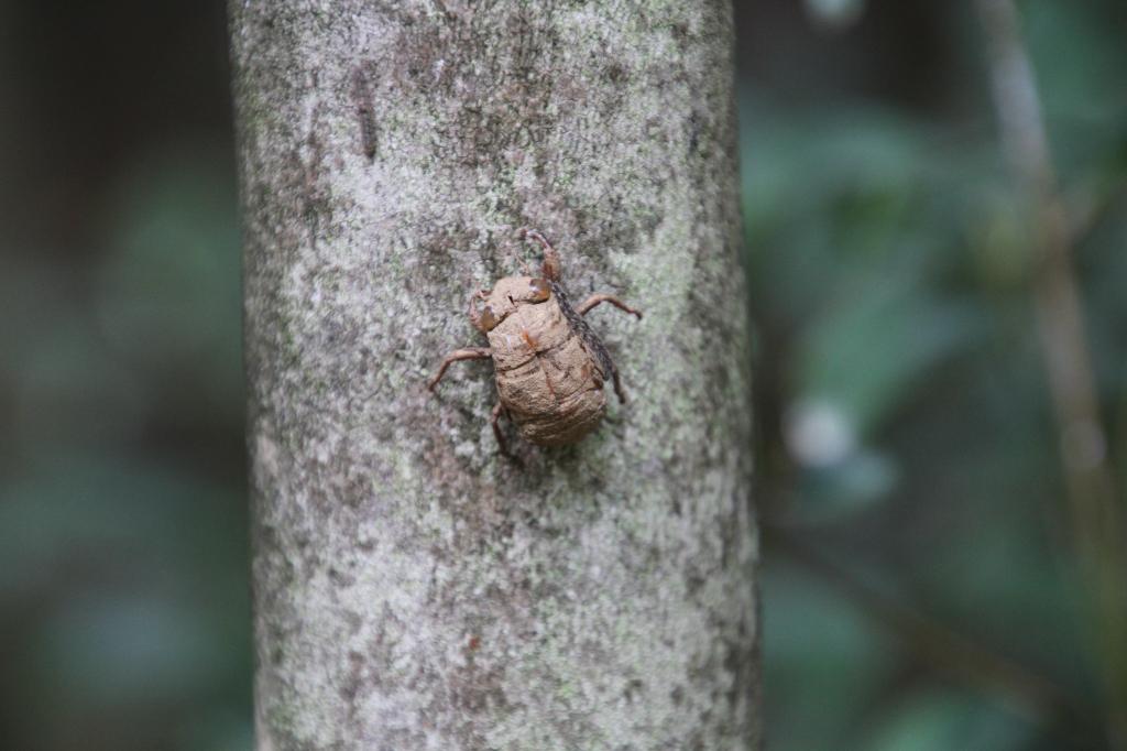 ニイニイゼミ 動植物図鑑 水とみどりの森の駅 岡崎おでかけナビ 岡崎市観光協会公式サイト